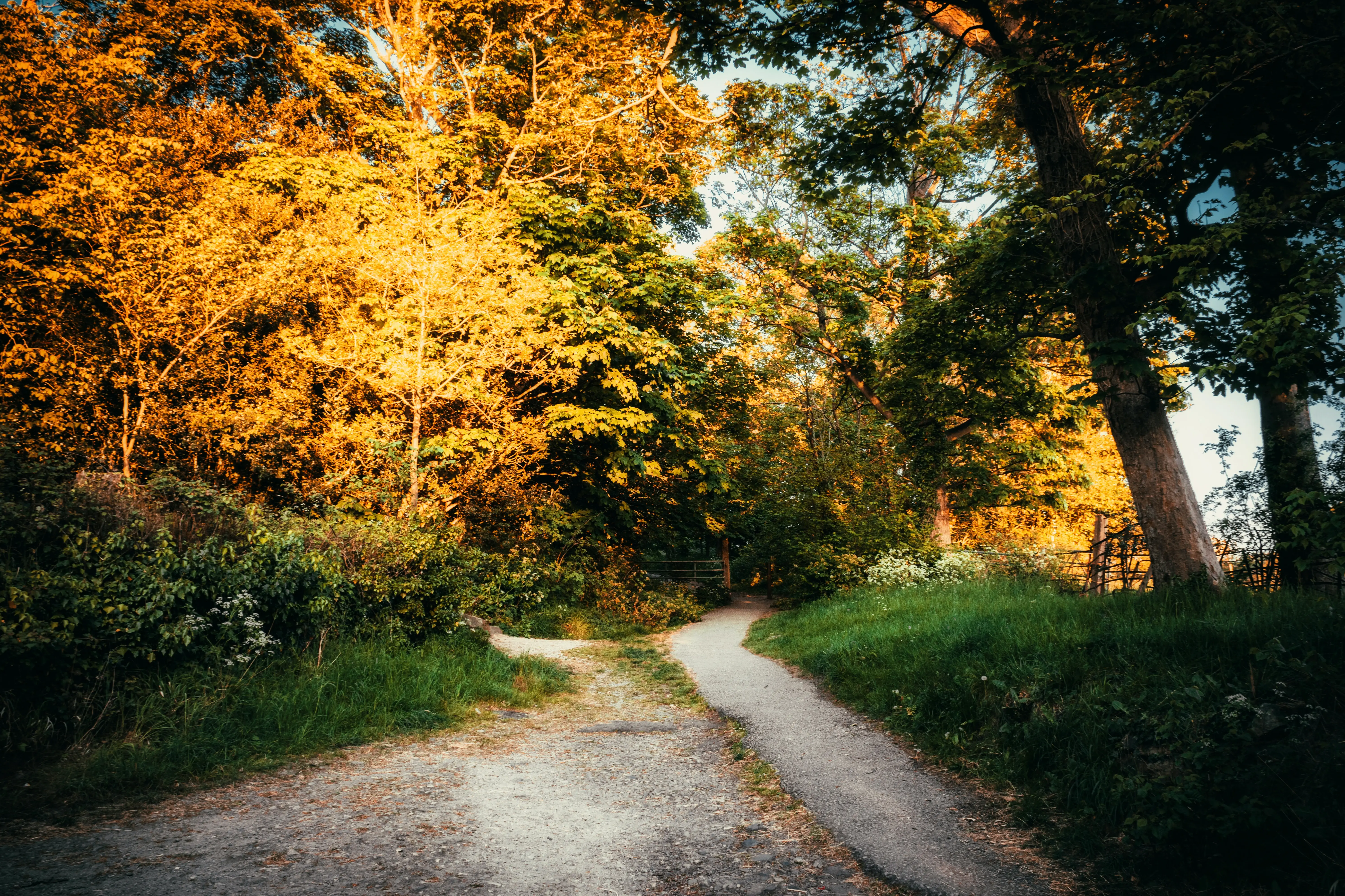 paysage forestier en Bourgogne, prise lors d'une marche avec l'association amis chemins 89